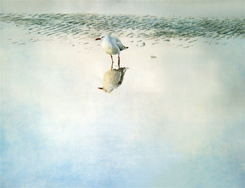 "Red Billed Gull" - Raymond Ching