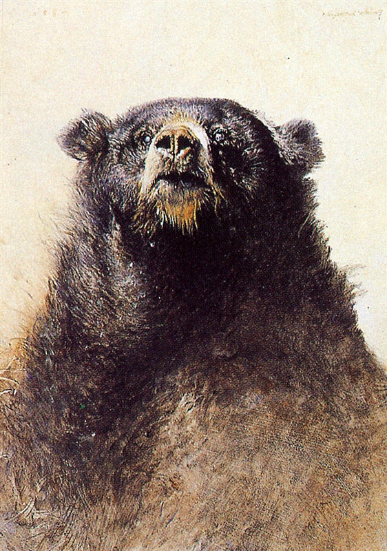 "Bear" - Raymond Ching
