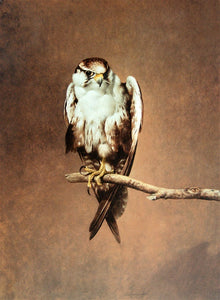 "Falcon" - Raymond Ching