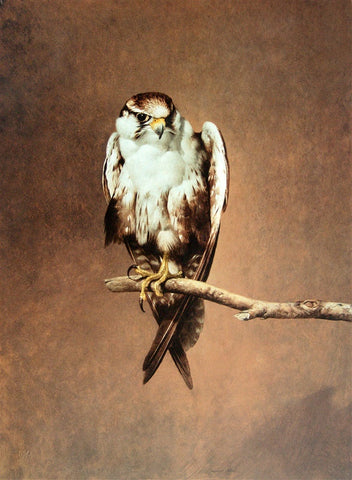 "Falcon" - Raymond Ching