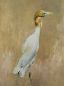 "Cattle Egret" - Raymond Ching