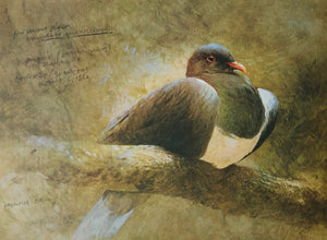 "New Zealand Wood Pigeon" - Raymond Ching