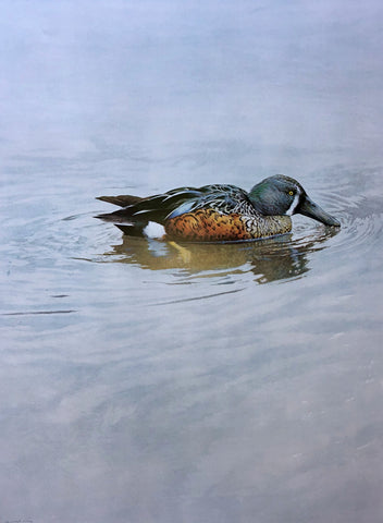 "Shoveler Duck" - Raymond Ching