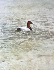 "Canvasback Duck" - Raymond Ching