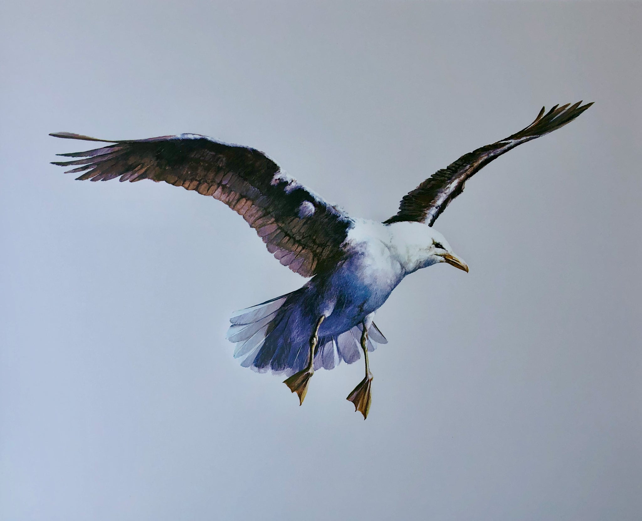 "Seagull" - Bruce Harvey