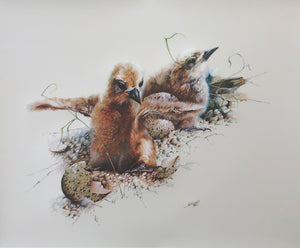 "Tern Chicks" - Bruce Harvey