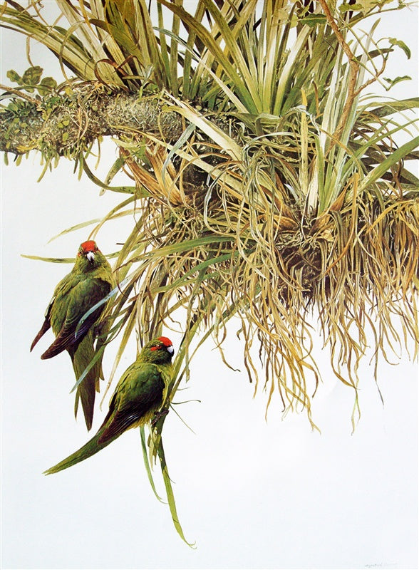 "Red Crowned Parakeets" - Raymond Ching